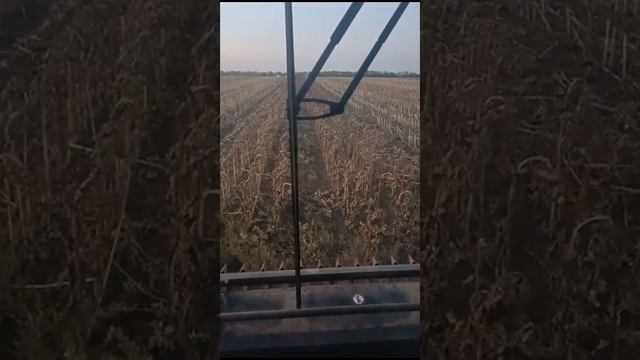 Уборка родительских форм, Завагро 2023, Краснодарский край