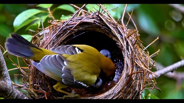 most beautiful and rare birds ⧸ Comfy Vibe 2