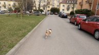 Huawei P20 Pro - video natočené s telefonem