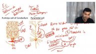 NEET PG | Physiology | Neuronal and Glial Cell Physiology By Dr Vijay Gup
