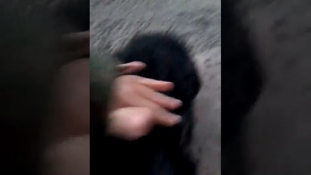 Мой пёсик Тоша
