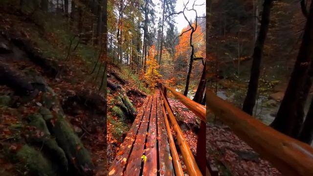 🍂 Осенняя сказка на каждом шагу 🍁