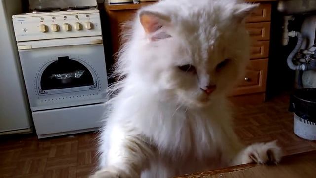 кот выжерает кефир - сжигает жир и не говорит СПАСИБО?
