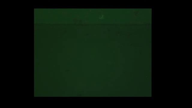 Microorganisms react to UV light by scattering.