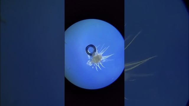 Quan sát trùng Crustacean larvae bằng kính hiển vi(Observe Cladoceran larvae with a Microscope)