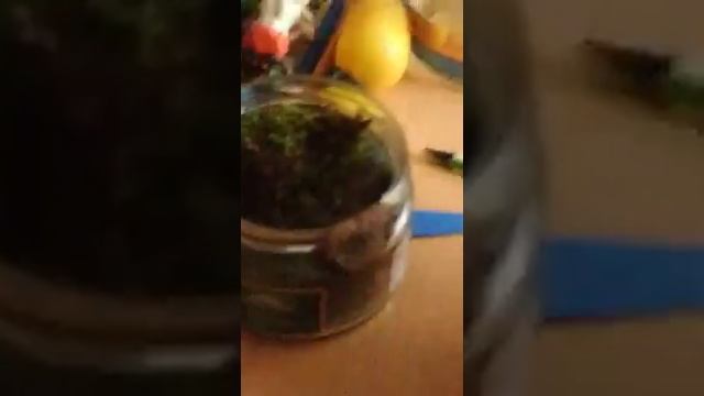 Пол микроскопом 4