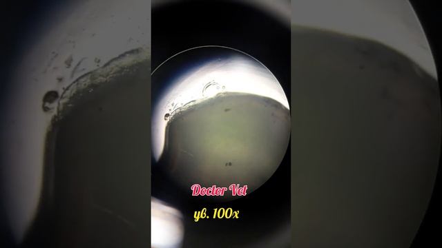 Эндопаразиты. Taenia ( Hydatigera) Spp.