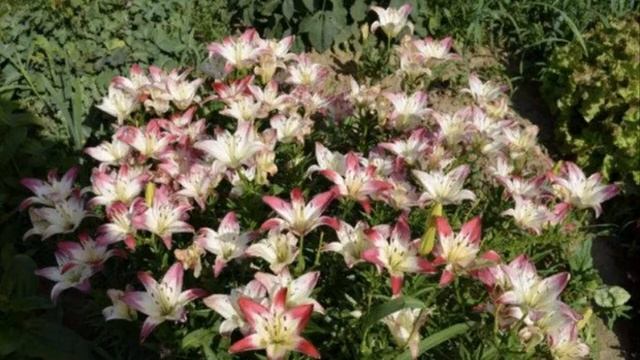 Азиатская красавица в саду Lilium asiatic Marlene