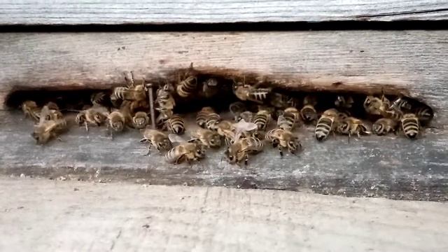 Пчёлы перед дождём