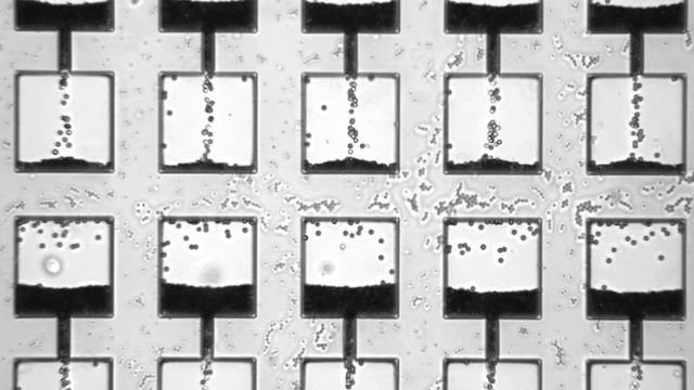 Colloidal particles in microfluidic hourglass (speed x20)