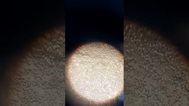 Microscopia( el microscopio siendo utilizado con agua de fuente del cbtis 182)