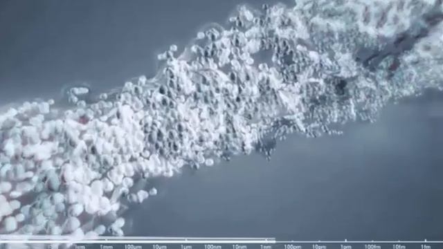 Hair in microscope watch it amazing