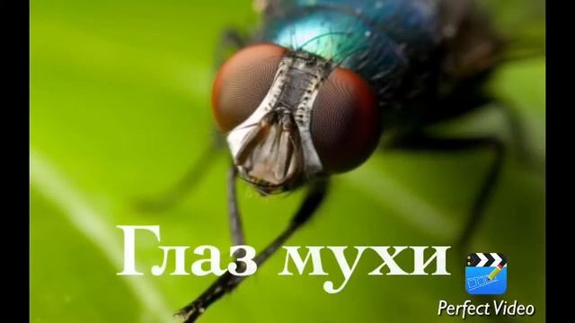 Топ 5 вещей увеличенных под микроскопом