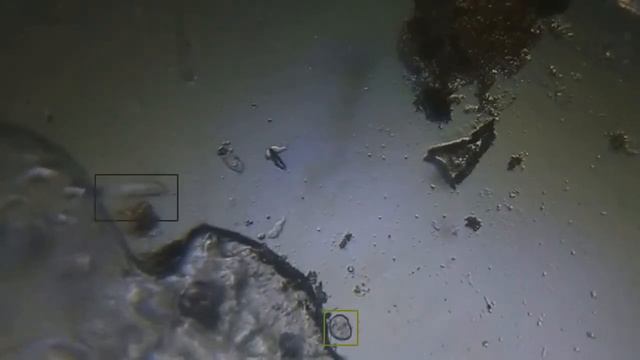 Tracking And Clustering Microorganisms In Microscope Videos
