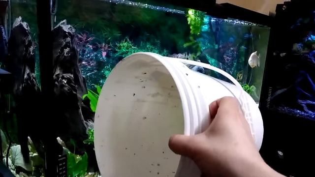Martin's Cichlid fish Tank Update 265 - how i move my larger fish