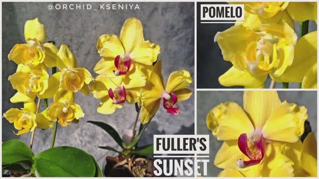 Желтые орхидеи: Fuller's Sunset & Pomelo 💛 Цветение трилипса Помело и бантика Фуллер'с Сансет.Обзор