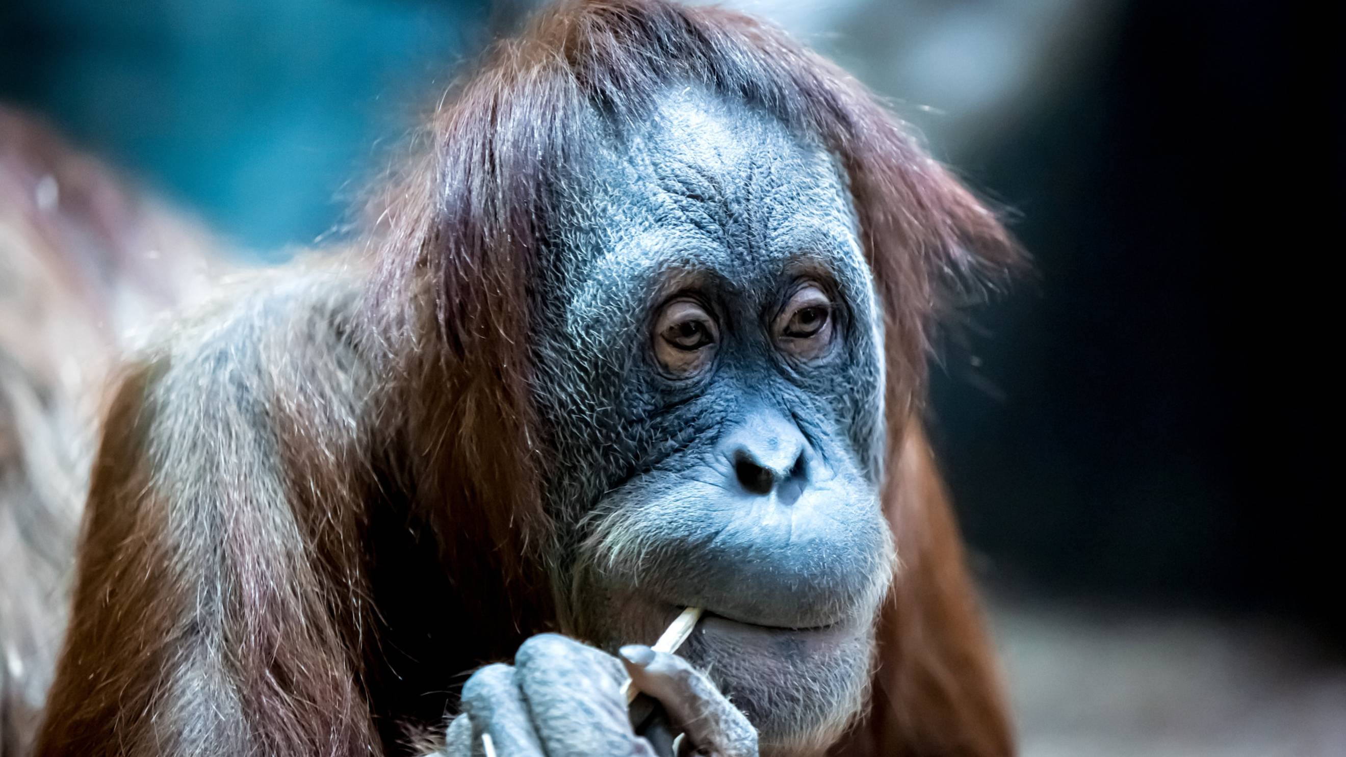 ПРИТЧА ОБ ОБЕЗЬЯНЕ