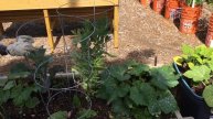 Fava Bean Harvest