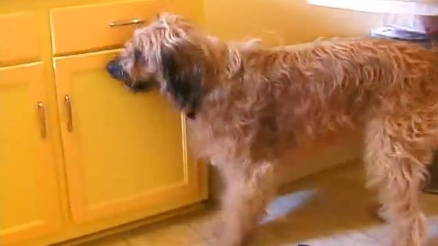Buster Cornbread closes Kitchen Cabinets to Seksu Roba Music (Edited)
