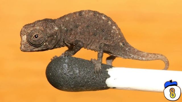 15 Tiniest Animals You Won't Believe Exist