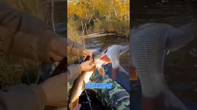 по щучьему велению🐟