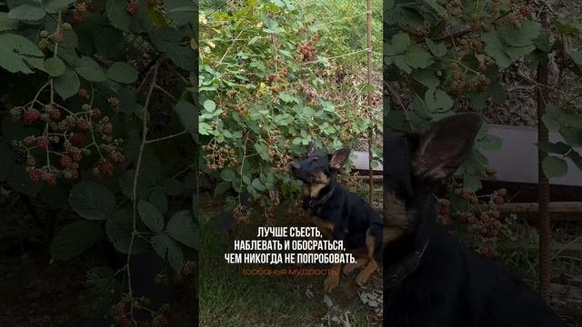 Собачья мудрость