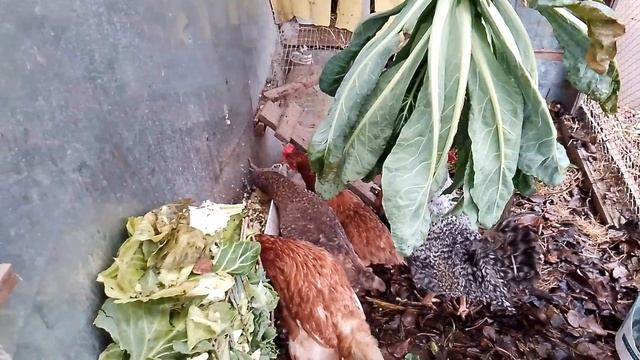 Курочки, подстилка в курятник, немного листвы и сосновых иголок в выгул.