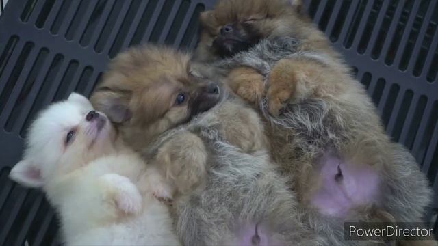 Sweet & Cute Puppies Sleeping Together - Happiest Family