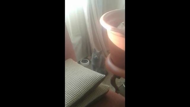 ЕСЛИ БЫ КОШКА БЫЛА ЧЕЛОВЕКОМ / о нашем канале / первое видео