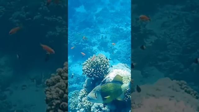 Титановый спинорог#египет #шармэльшейх #расумсид
