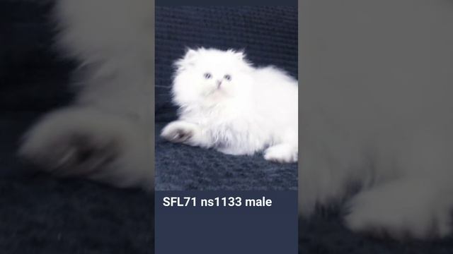 FB_VID_3026025019538577178.mp4