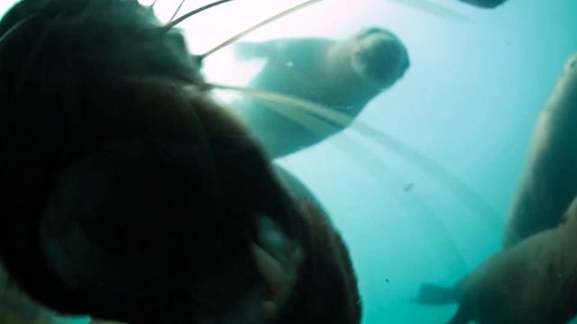 Kamchatka whalewatching