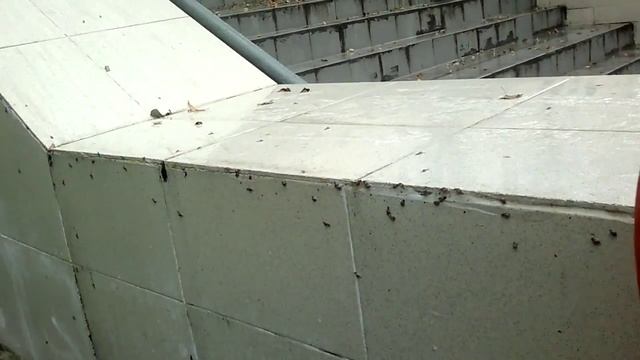 Ефим суперборец