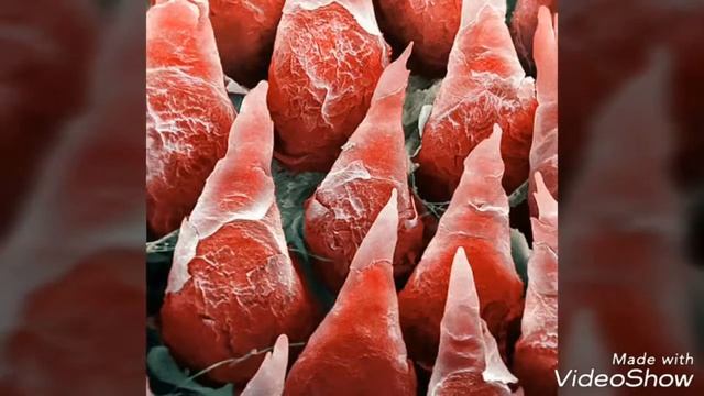 Угадай, Вещь Под Микроскопом😮.