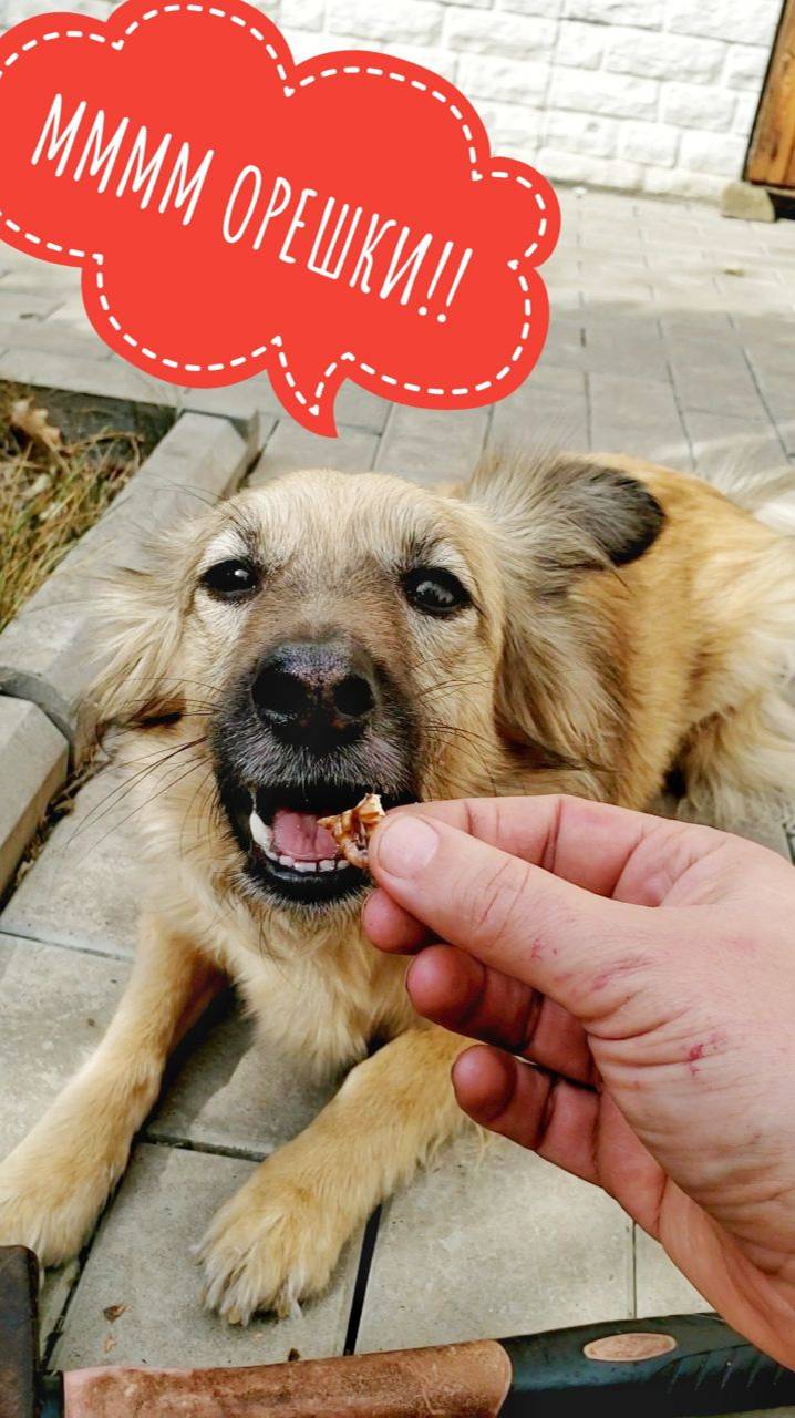 ммм.. орешки