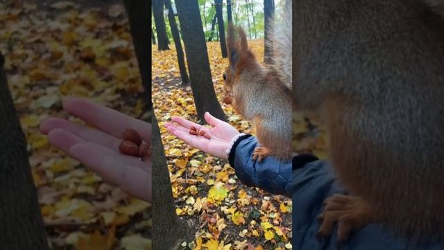 Трапеза на руке #shorts #земнойирий #белочка #белка #кормимбелок #природа