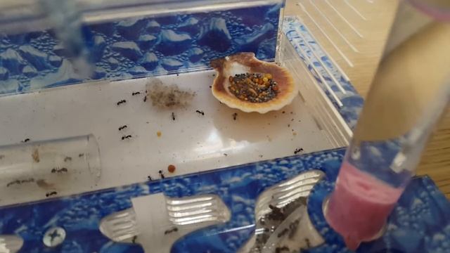 Моя новая муравьиная ферма🐜. После заселения.