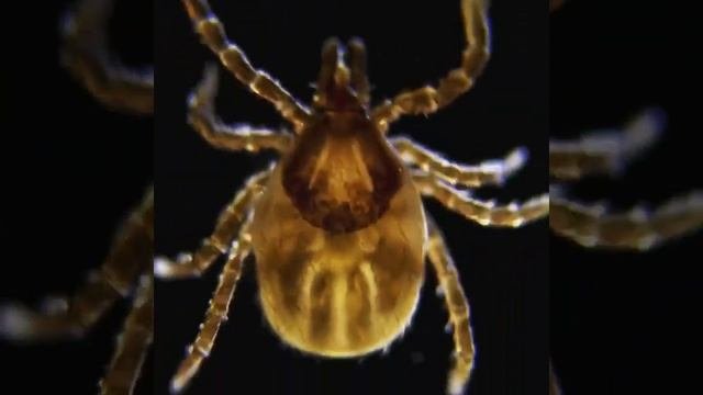 Tick Under The Microscope
