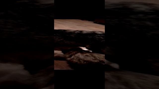 VID_20241024_064210.mp4 Вкусное молоко!!!