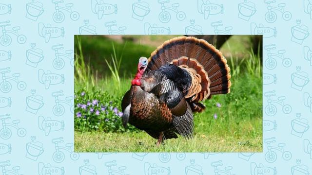 Домашние Птицы.