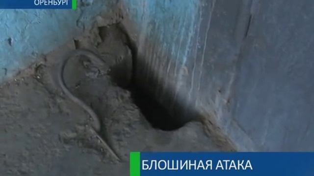 Блошиная атака 19-07-12