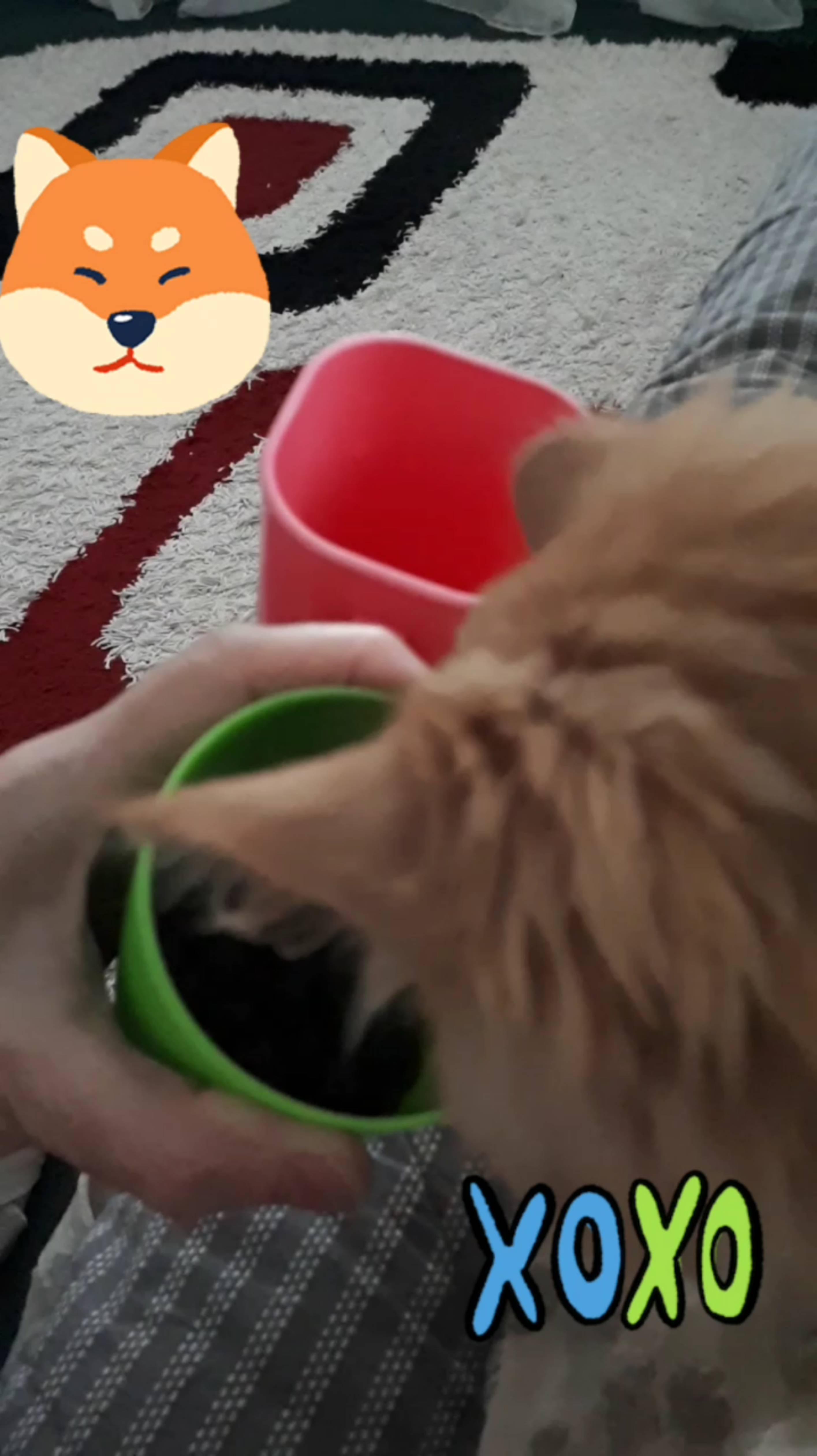 😼 Как КОТЕНОК грызет семечки, отнимает у меня, аж трясется от удовольствия Вот ХОХМА то!