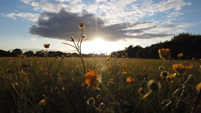 Dji Osmo Pocket - A Walk In The Park