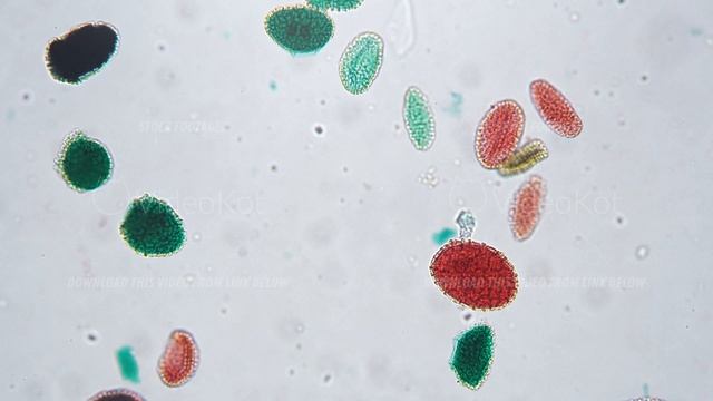Microscope view 200x of green and red pollen germination whole mount on bright field