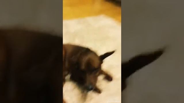 Мой милый гуччи!!!
