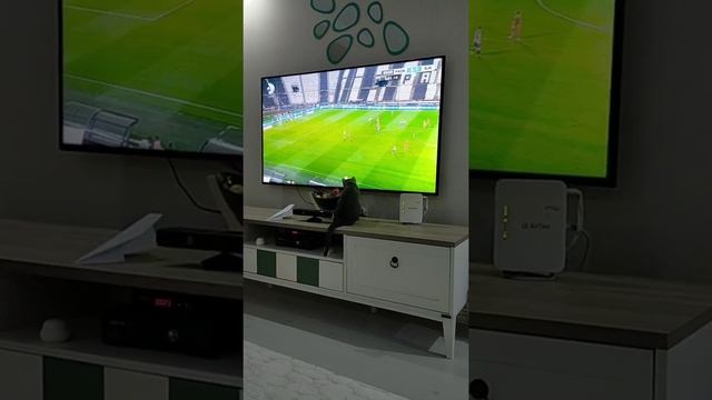 Kedi mavi rus Rio maç keyfi