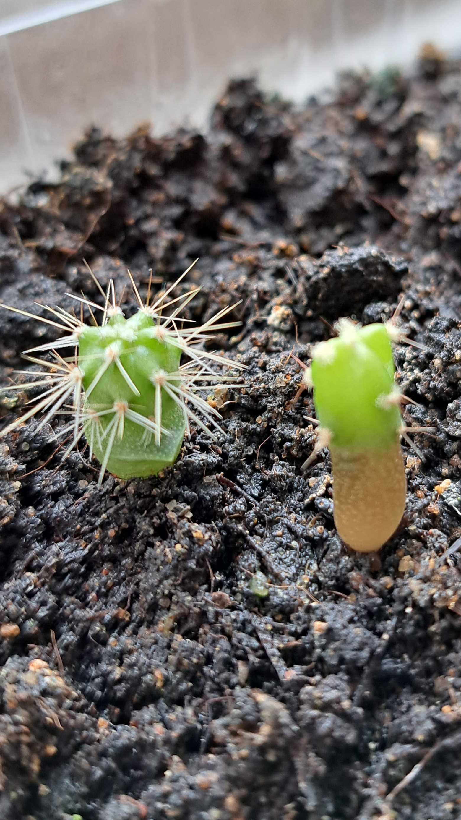 Кактусы из семян