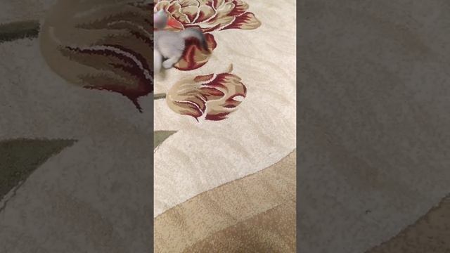 Новая игрушка для котика