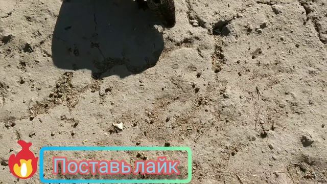 ✓∆Vlog∆✓ Подворье