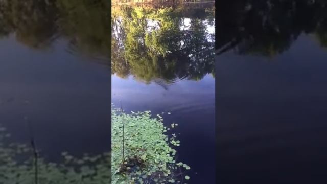 Гальян На пустой крючек)))